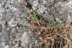 Polygonum paronychia