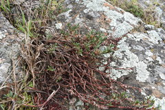 Polygonum paronychia