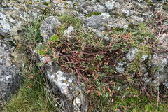 Polygonum paronychia