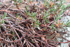 Polygonum paronychia