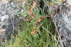 Polygonum paronychia