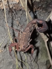 Tityus pachyurus