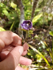 Thelymitra nervosa