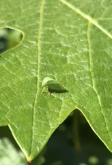 Spissistilus festinus