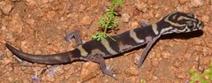 Coleonyx nemoralis