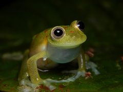 Nymphargus grandisonae