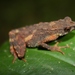 Kinabalu Slender Toad - Photo (c) Thomas Brown, some rights reserved (CC BY-NC), uploaded by Thomas Brown