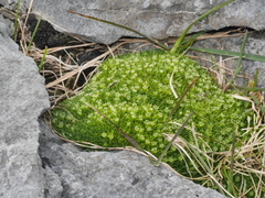 Colobanthus squarrosus squarrosus