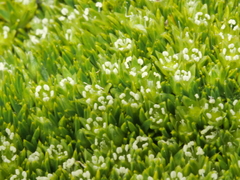 Colobanthus squarrosus squarrosus