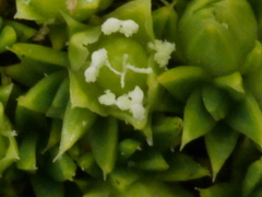 Colobanthus squarrosus squarrosus