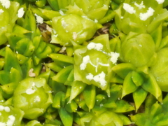 Colobanthus squarrosus squarrosus