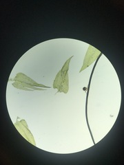 Sciuro-hypnum starkei