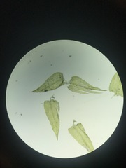 Sciuro-hypnum starkei