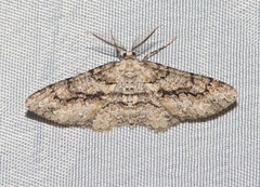 Stenoporpia anastomosaria