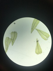 Sciuro-hypnum starkei