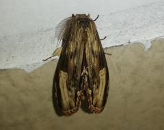 Truncaptera meridionalis