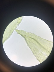 Sciuro-hypnum starkei