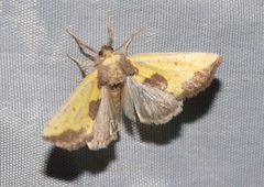 Stiria intermixta