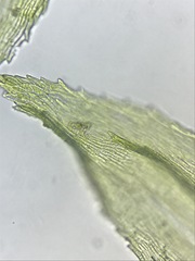 Sciuro-hypnum starkei