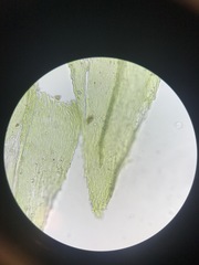 Sciuro-hypnum starkei