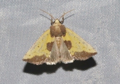Stiria intermixta