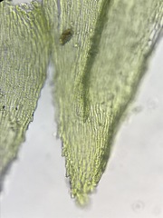 Sciuro-hypnum starkei