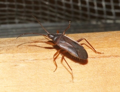 Balboa ampliata
