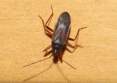 Balboa ampliata