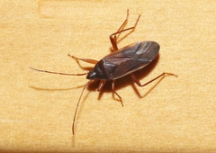 Balboa ampliata