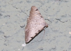 Digrammia triviata