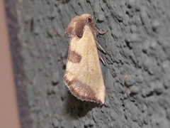 Stiria intermixta