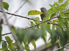 Leiothlypis celata