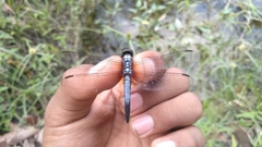 Brachydiplax chalybea