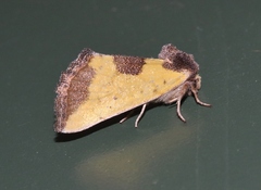 Stiria intermixta