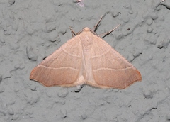 Destutia excelsa