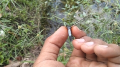 Brachydiplax chalybea