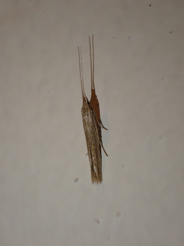 Pale Orache Case-bearer