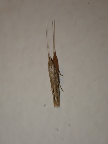Pale Orache Case-bearer