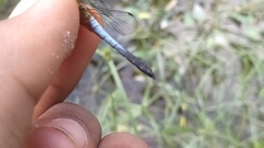 Brachydiplax chalybea