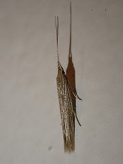 Coleophora versurella