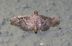 Desmia desmialis