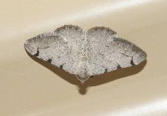 Digrammia triviata