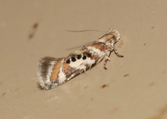 Aristotelia elegantella