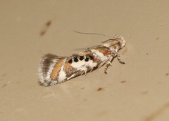 Aristotelia elegantella