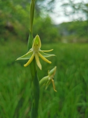 Habenaria trifida