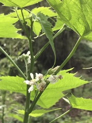 Ripariosida hermaphrodita