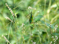 Orchelimum pulchellum