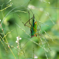 Orchelimum pulchellum
