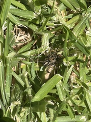 Artoriopsis expolita