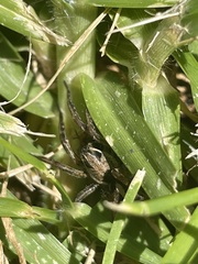 Artoriopsis expolita